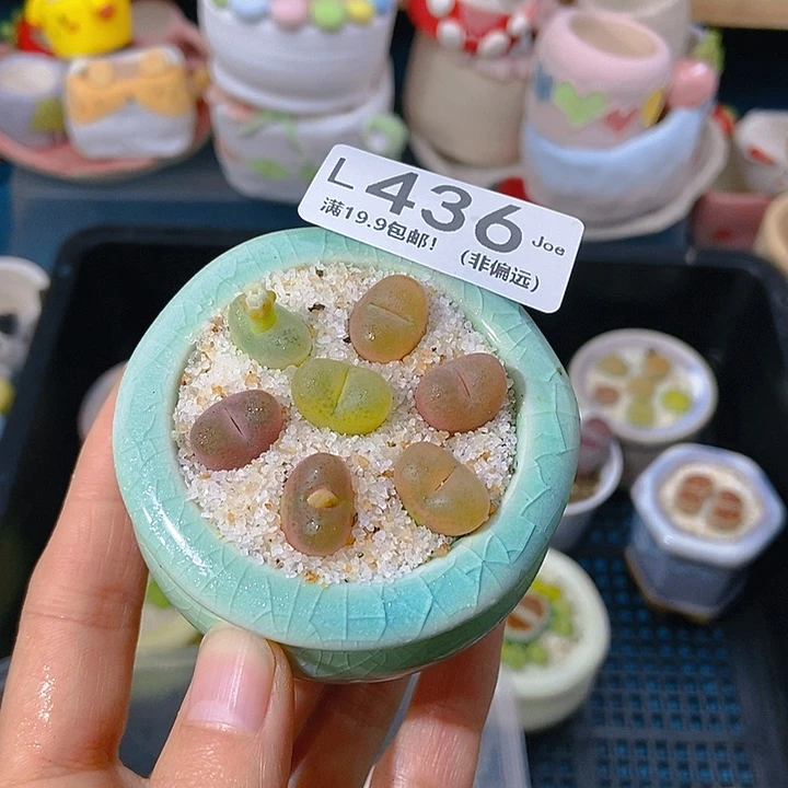 大舅生石花肉锥多肉436