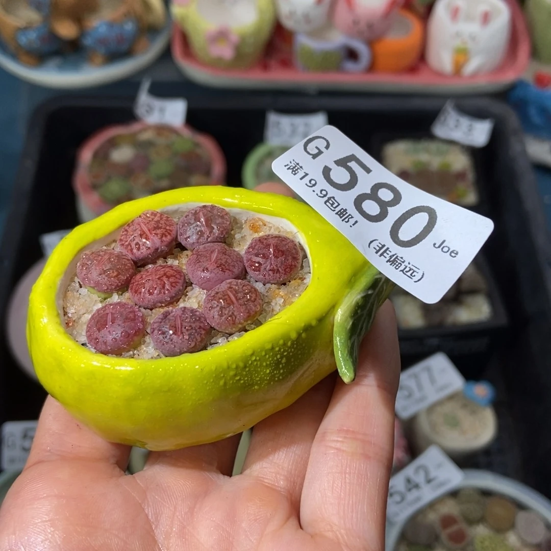 大舅生石花肉锥多肉580