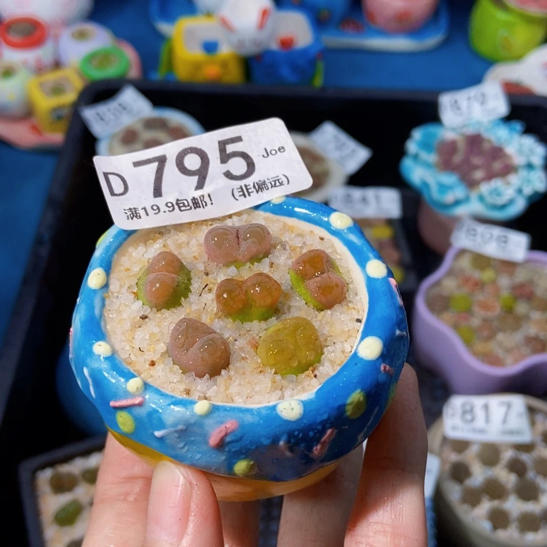 大舅生石花肉锥多肉795