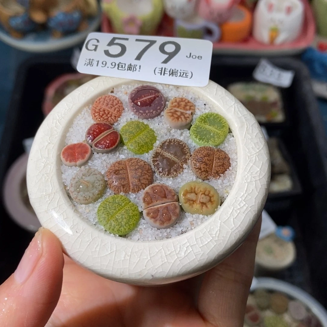 大舅生石花肉锥多肉579