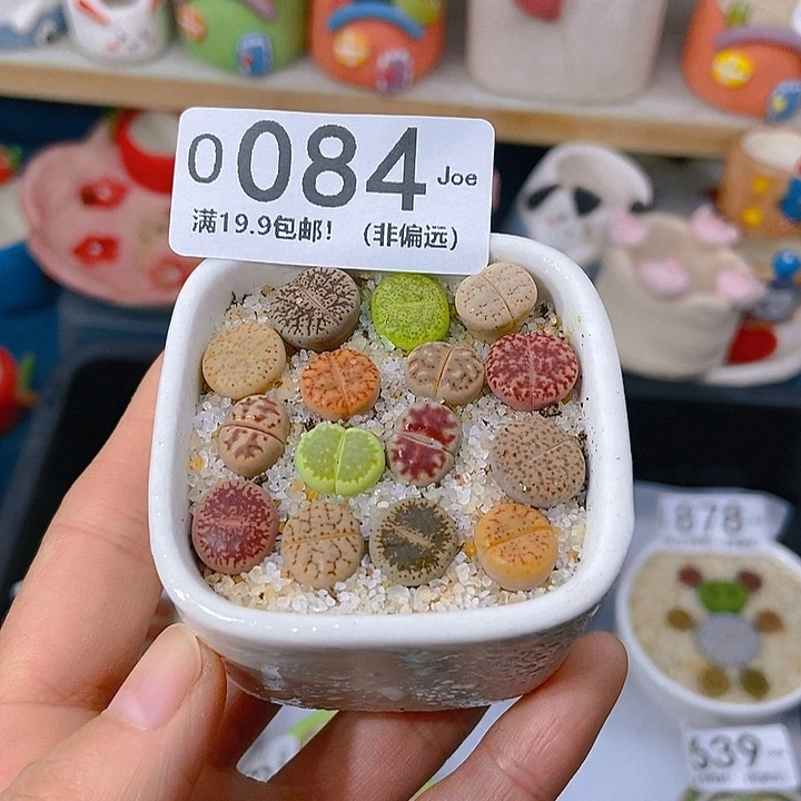 大舅生石花肉锥多肉084