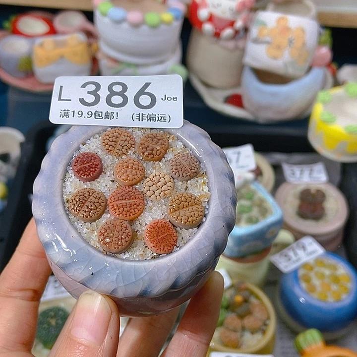 大舅生石花肉锥多肉386