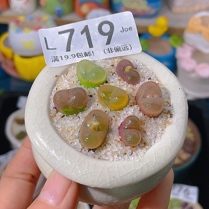 大舅生石花肉锥多肉719