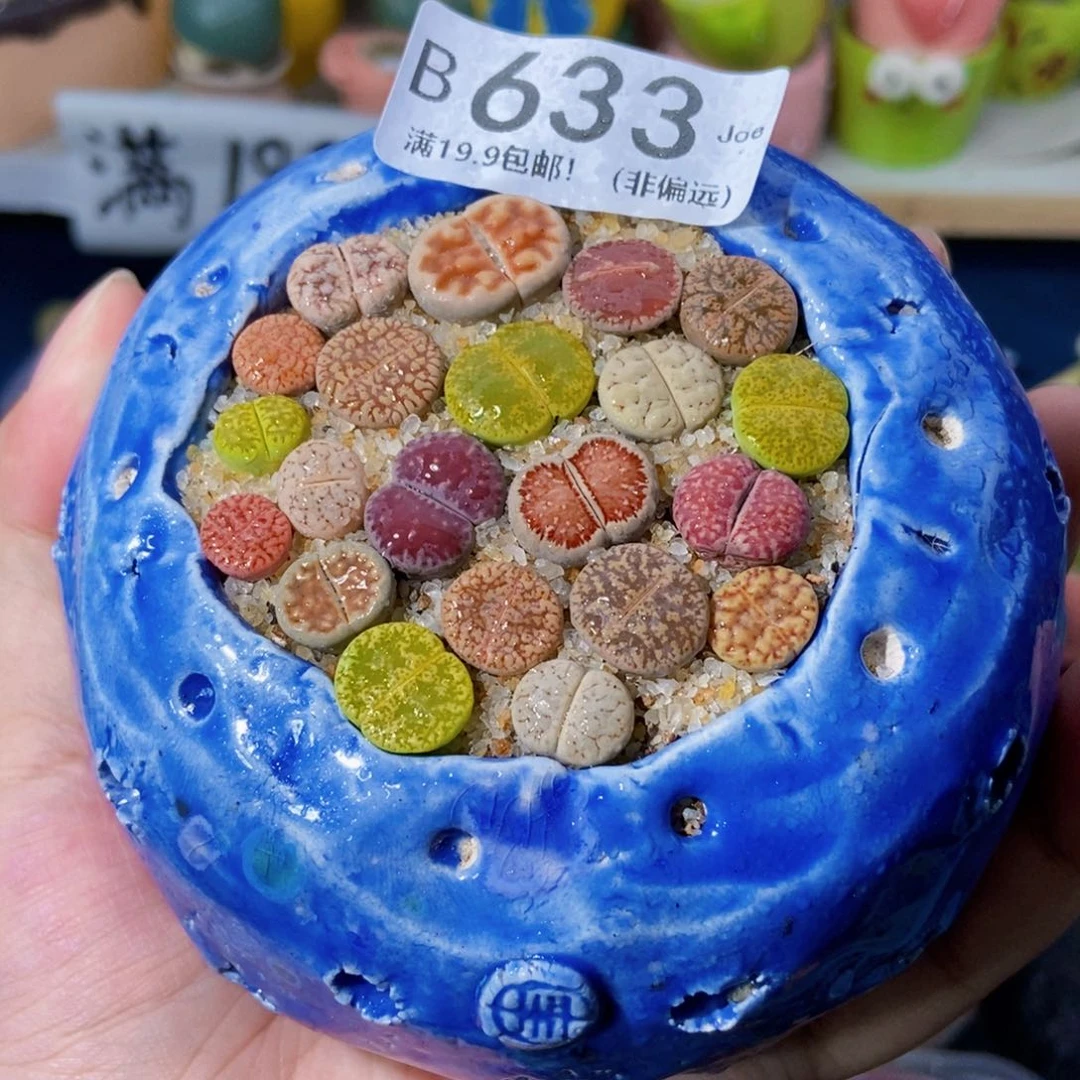 大舅生石花肉锥多肉633