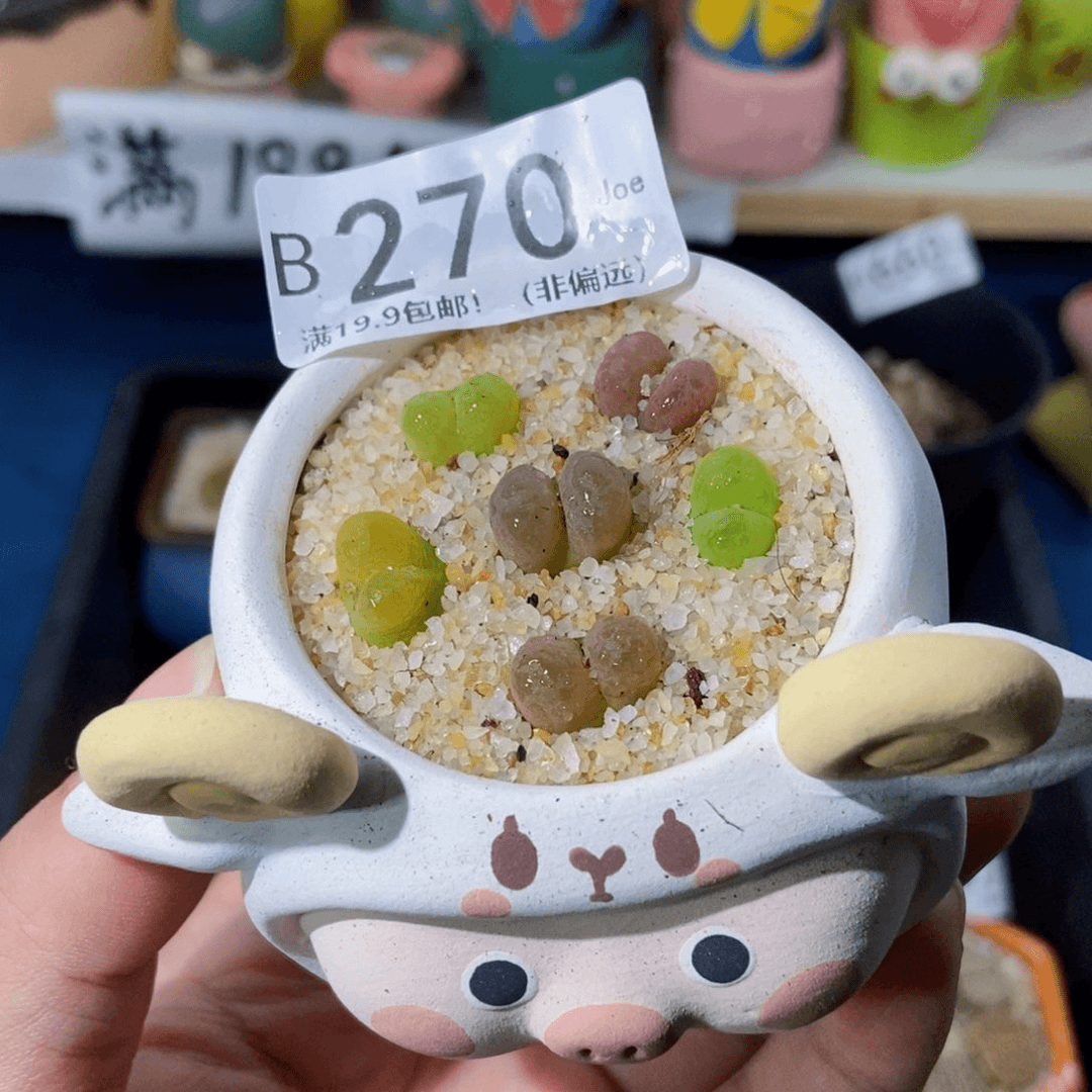 大舅生石花肉锥多肉270
