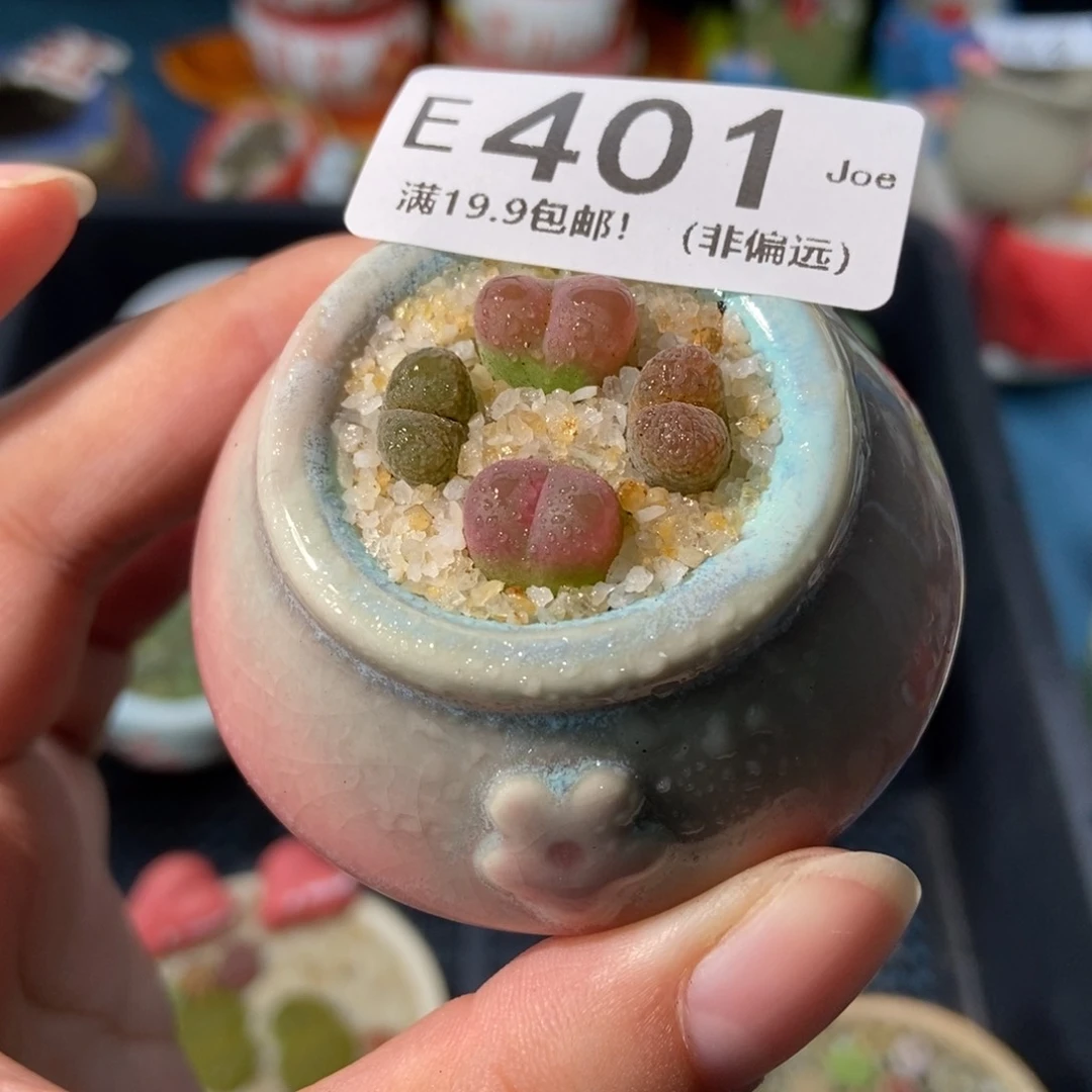 这***吧大舅生石花肉锥多肉401