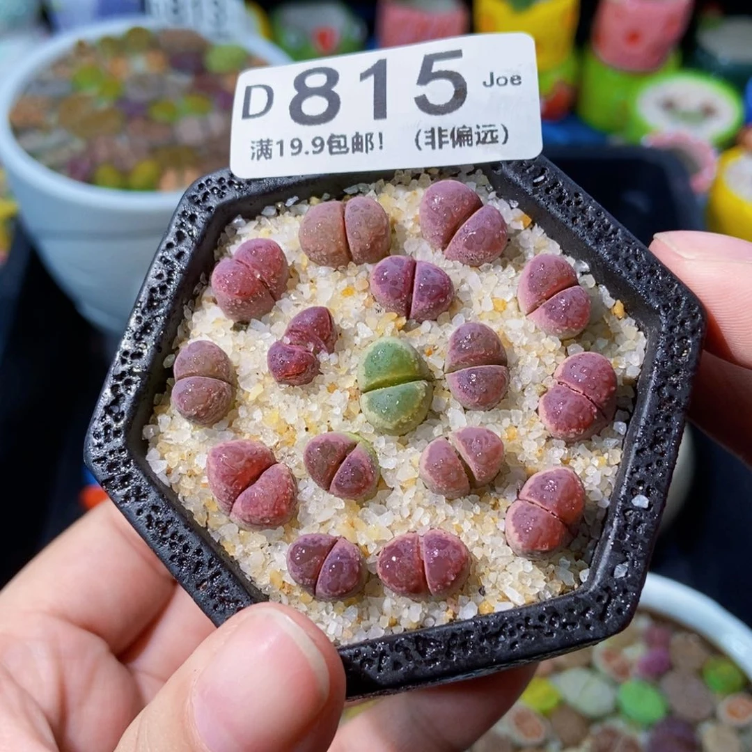 大舅生石花肉锥多肉815