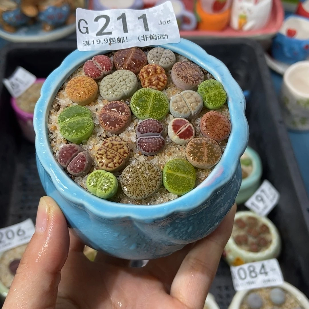 大舅生石花肉锥多肉211