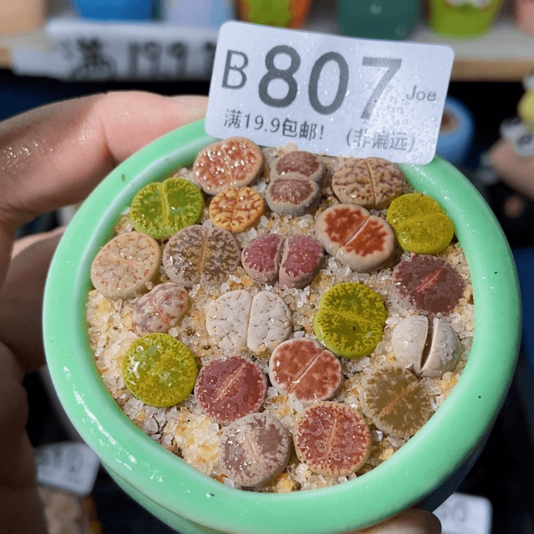 大舅生石花肉锥多肉807