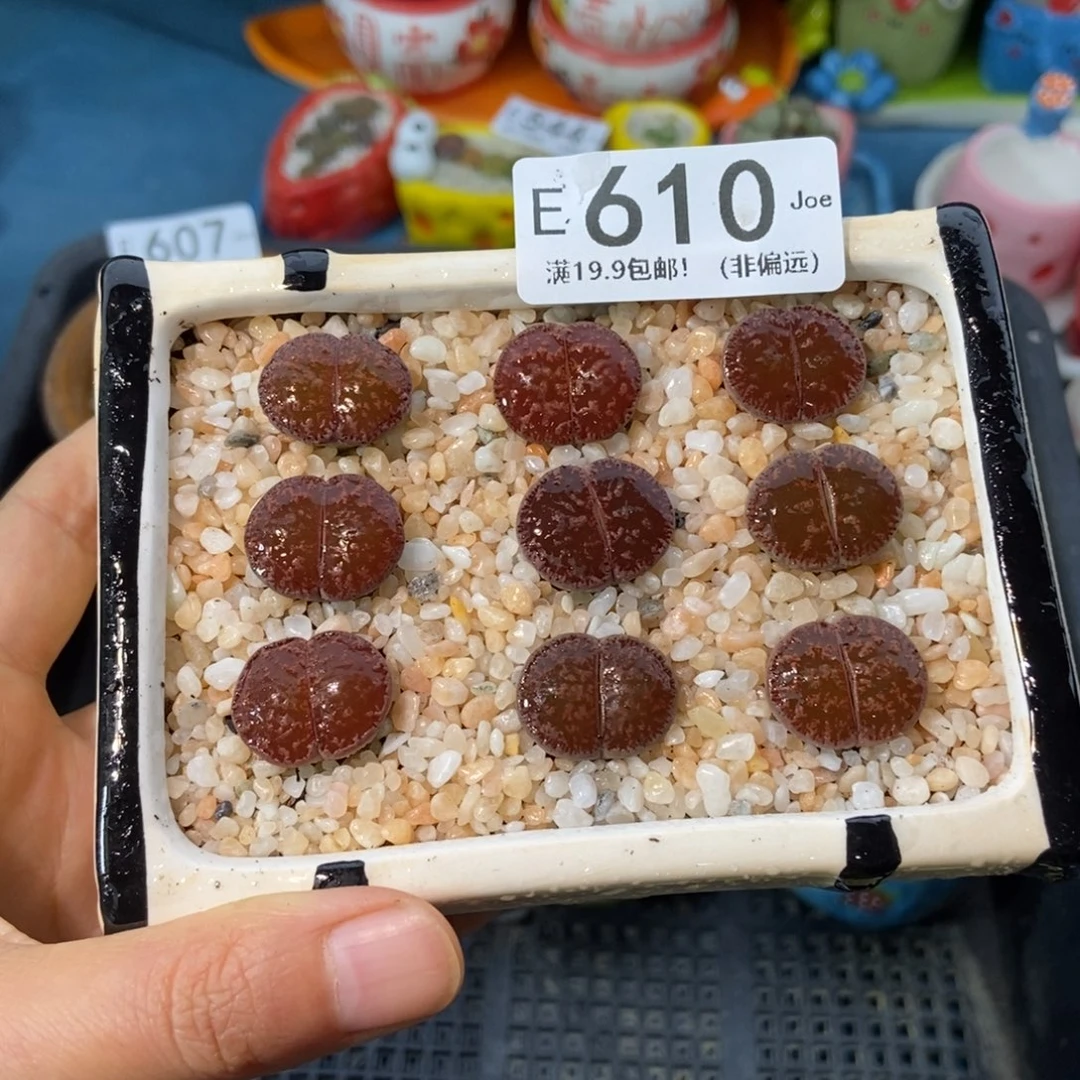大舅生石花肉锥多肉610