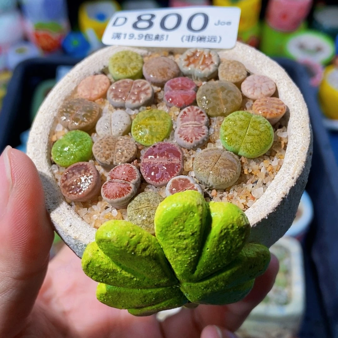 大舅生石花肉锥多肉800