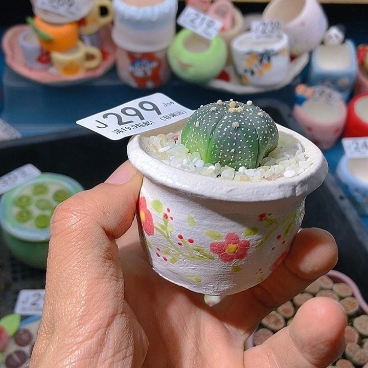 299大舅生石花肉锥