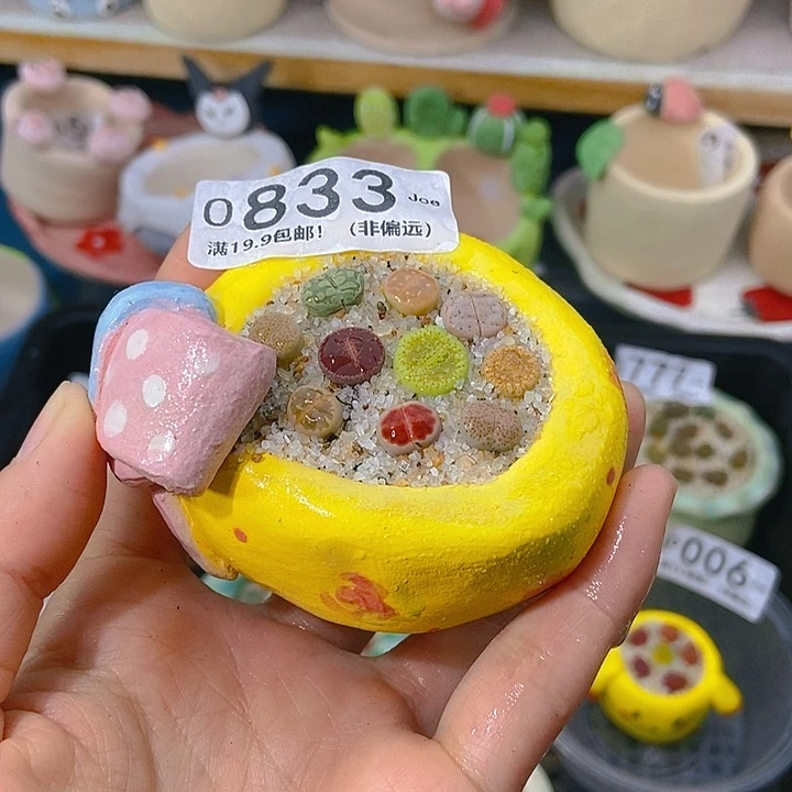 大舅生石花肉锥多肉833