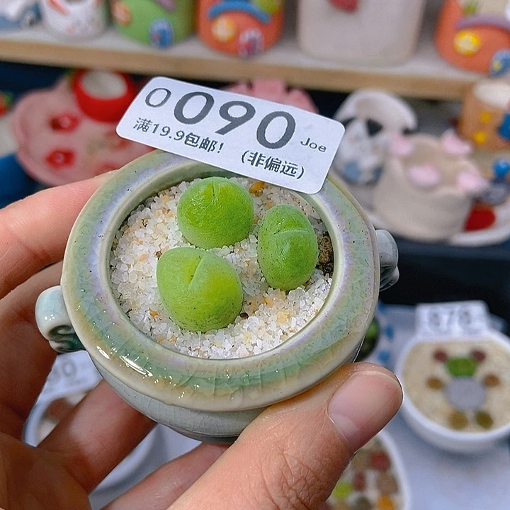 大舅生石花肉锥多肉090