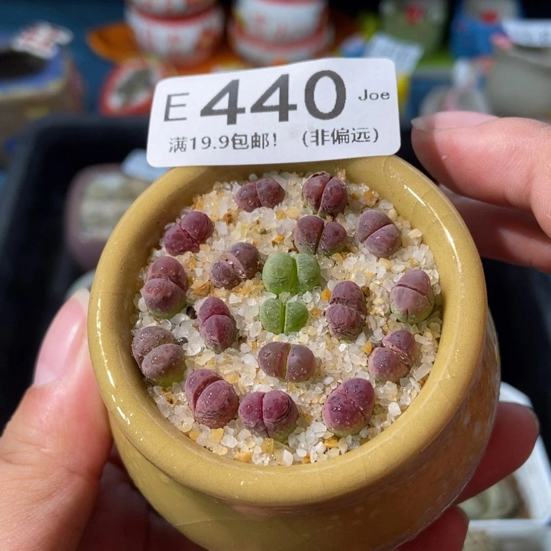 大舅生石花肉锥多肉440