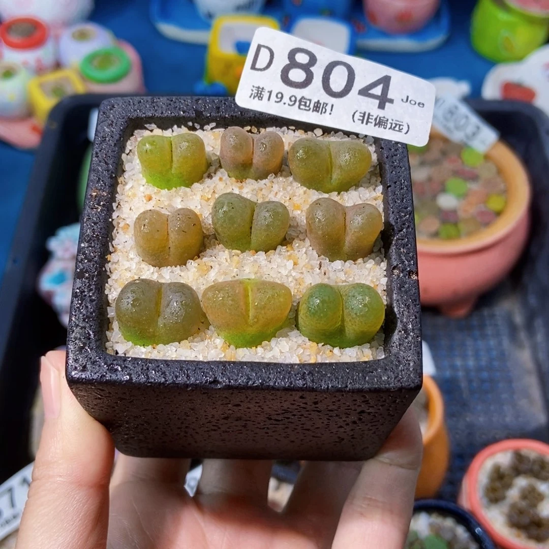 大舅生石花肉锥多肉804