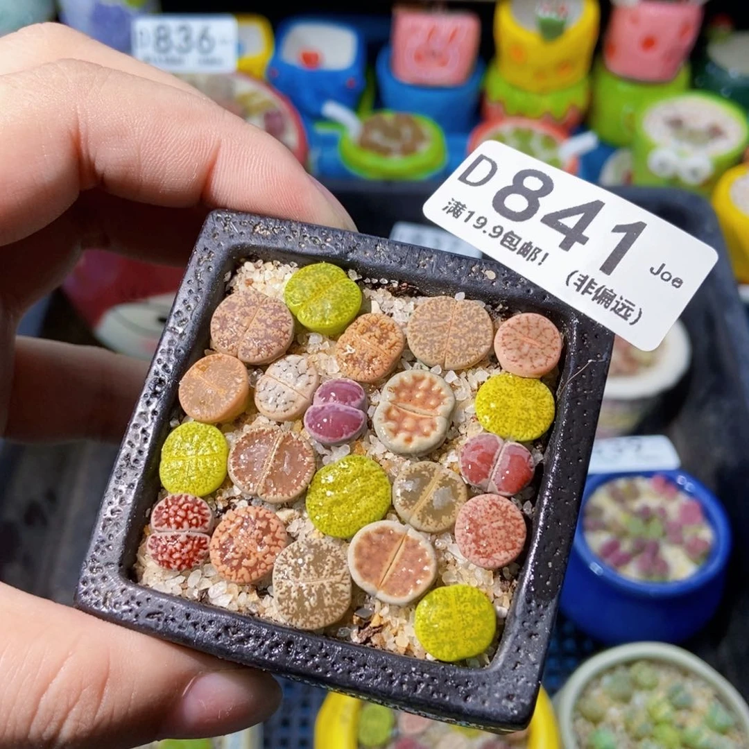 大舅生石花肉锥多肉841