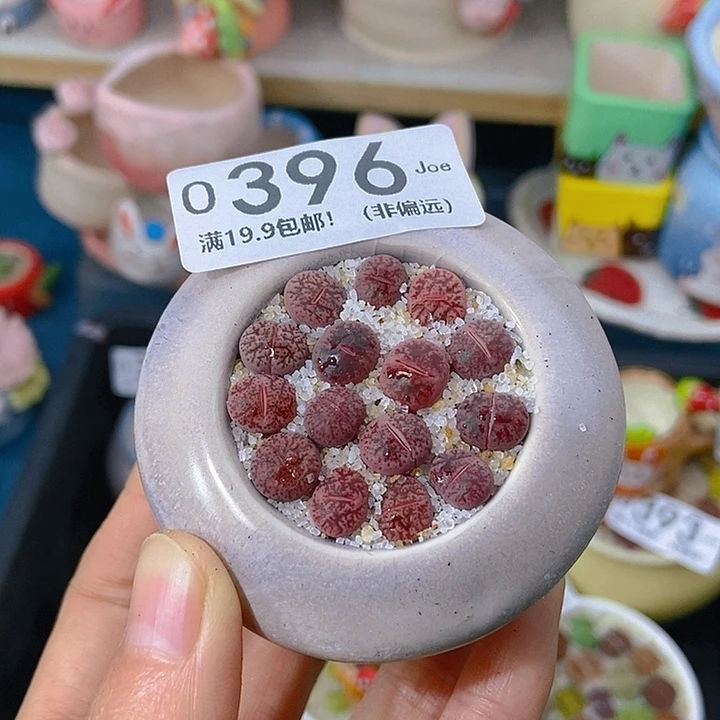 大舅生石花肉锥多肉396
