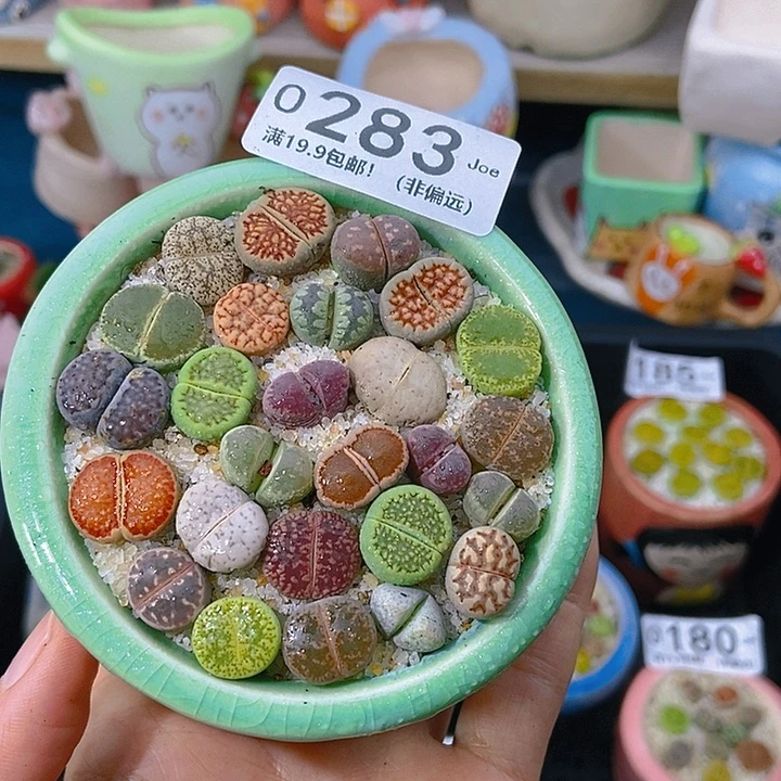 大舅生石花肉锥多肉283