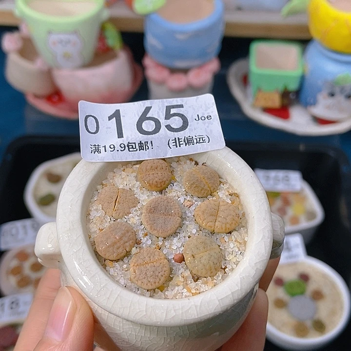 大舅生石花肉锥多肉165