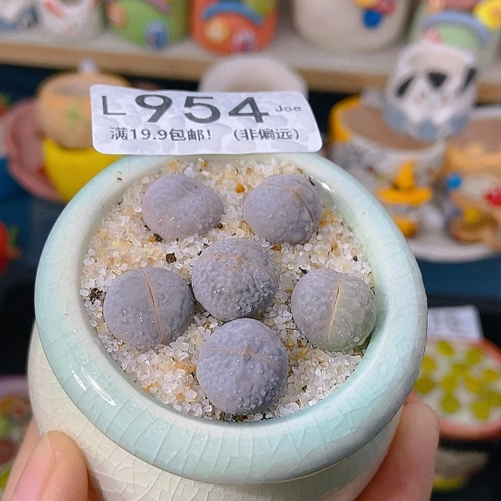 大舅生石花肉锥多肉954