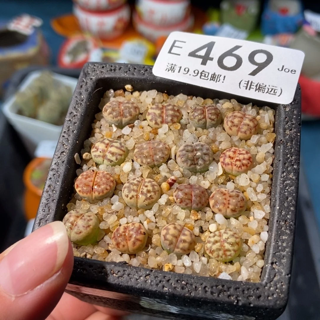 大舅生石花肉锥多肉469
