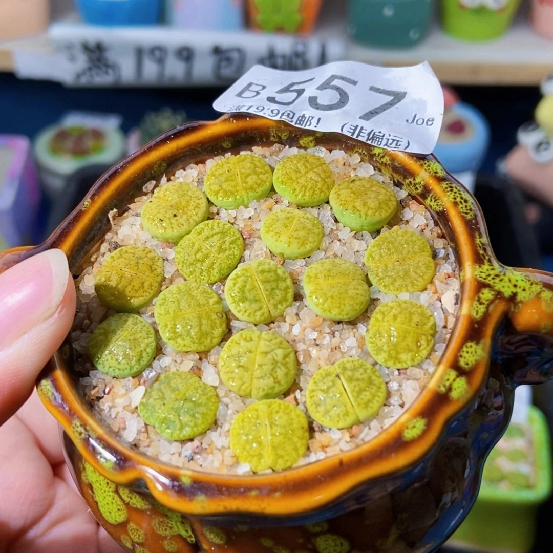 大舅生石花肉锥多肉557