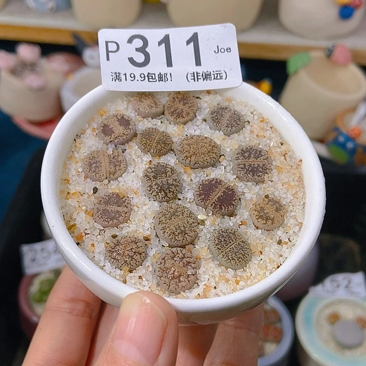 大舅生石花肉锥多肉311