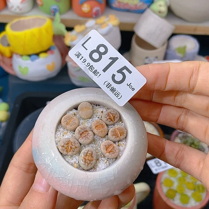 大舅生石花肉锥多肉815