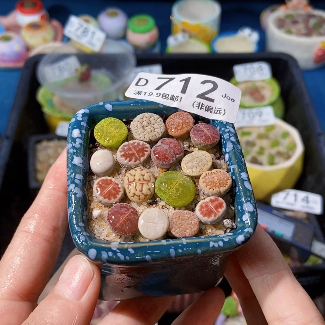 大舅生石花肉锥多肉712