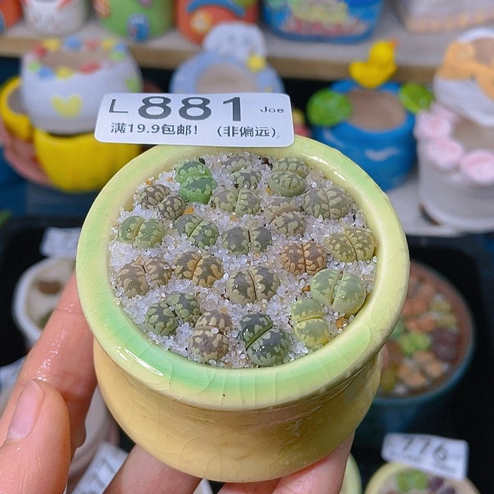 大舅生石花肉锥多肉881