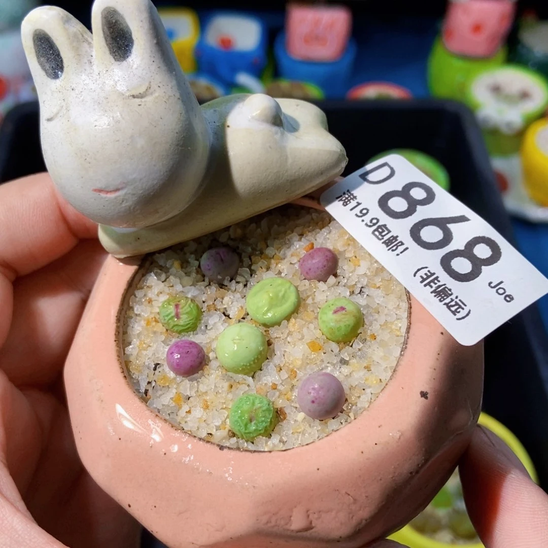 大舅生石花肉锥多肉868