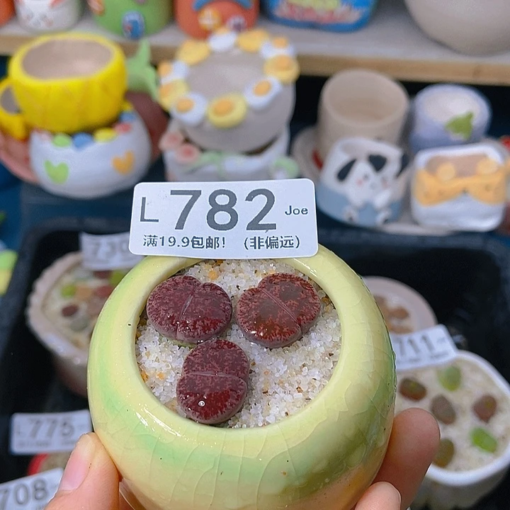 大舅生石花肉锥多肉782