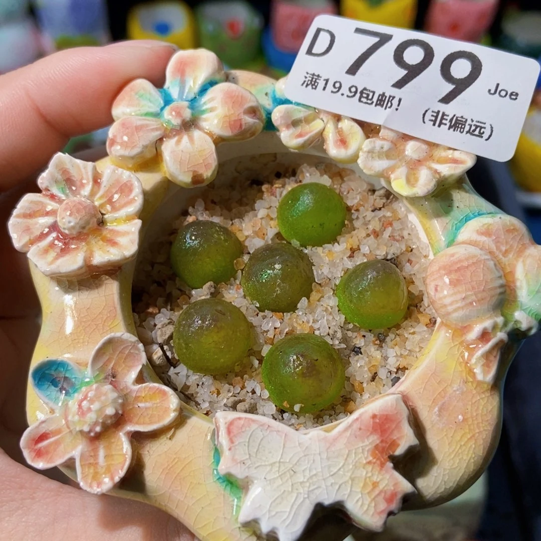 大舅生石花肉锥多肉799