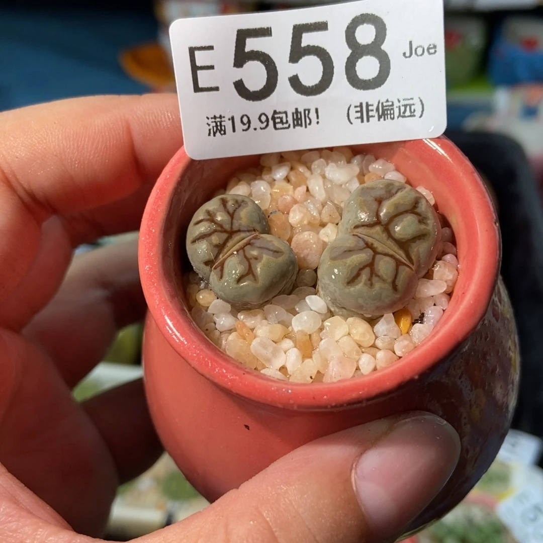 大舅生石花肉锥多肉558