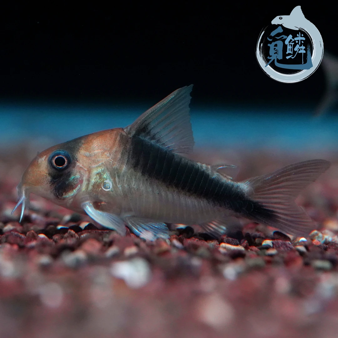 觅鳞自然流域企鹅大卫鼠鼠鱼热带鱼水族发货包邮