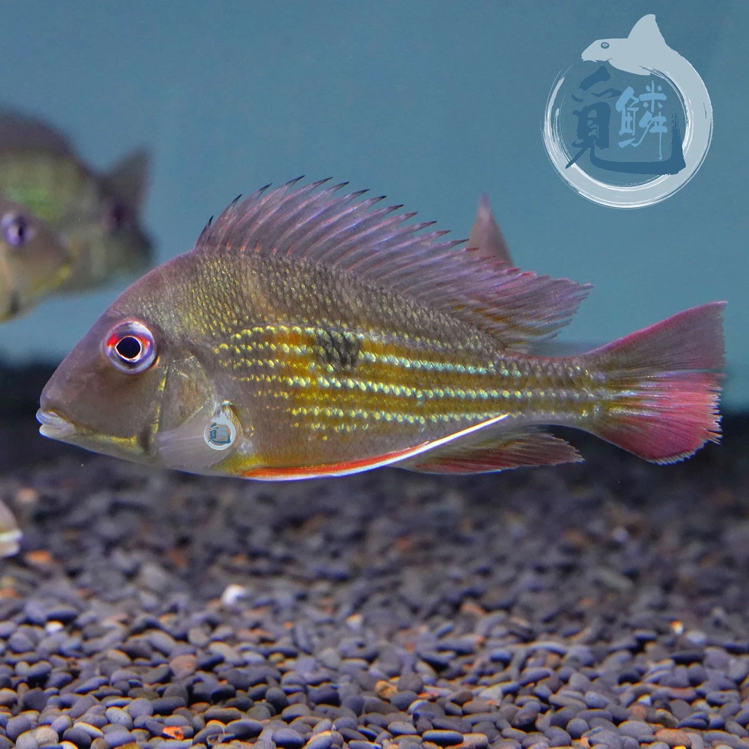觅鳞南美野采血衣关刀食土鲷热带鱼一条包邮