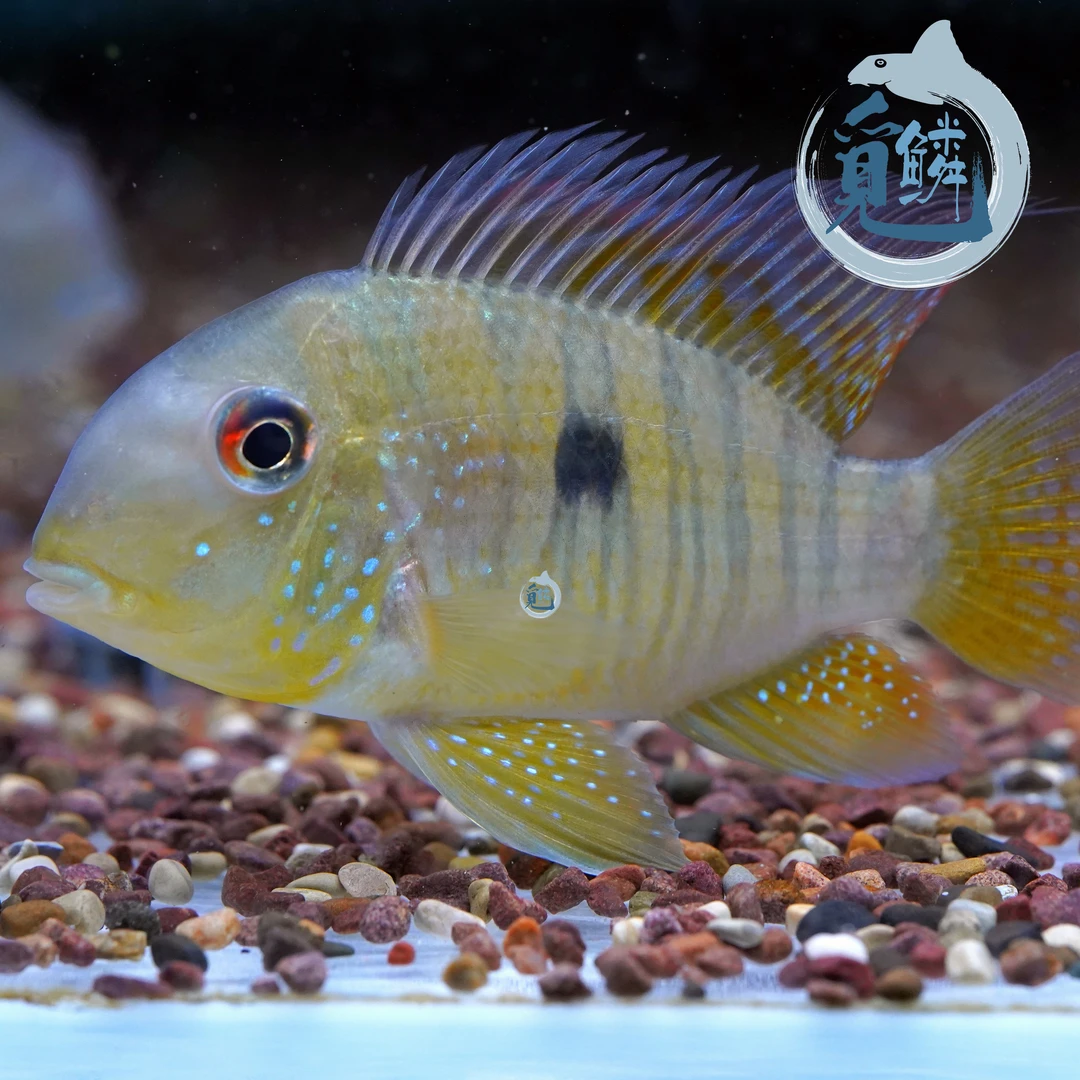 觅鳞野生七彩和尚食土鲷热带鱼水族发货包邮