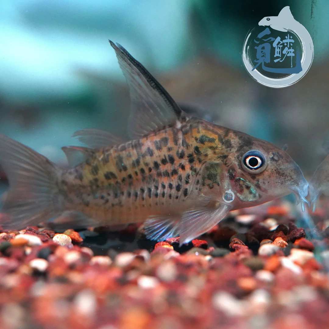 觅鳞南美自然流域一条包邮欧嘉瓦鼠鱼热带鱼观赏鱼