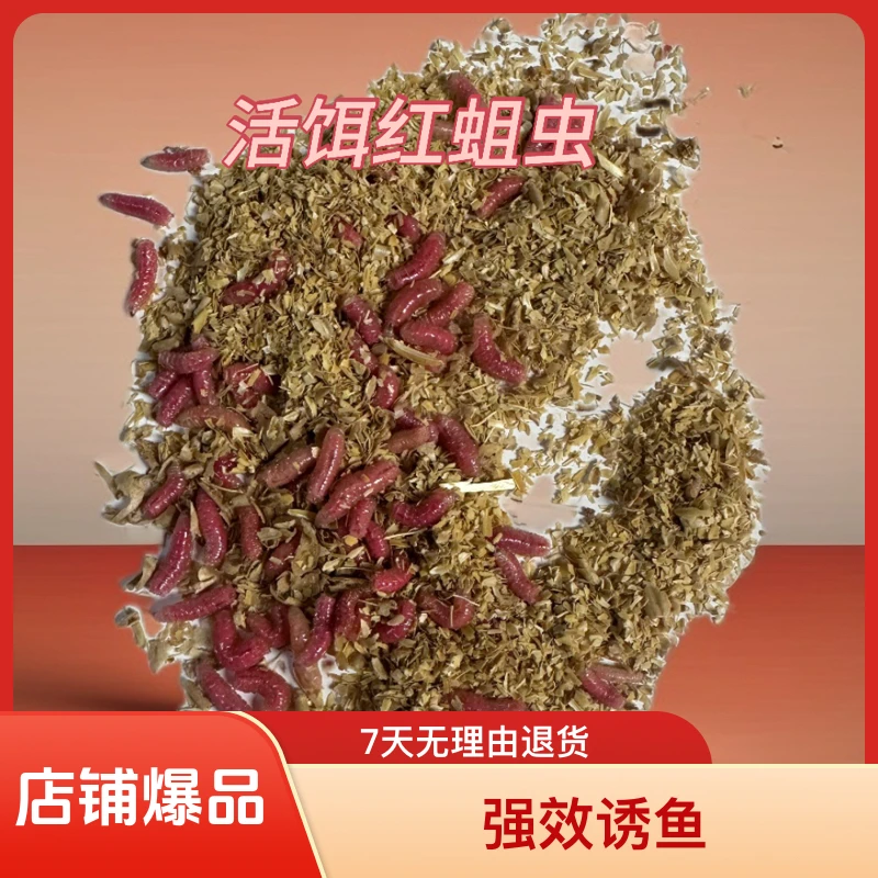 蛆虫活饵昆虫饵垂钓溪流成熟饵