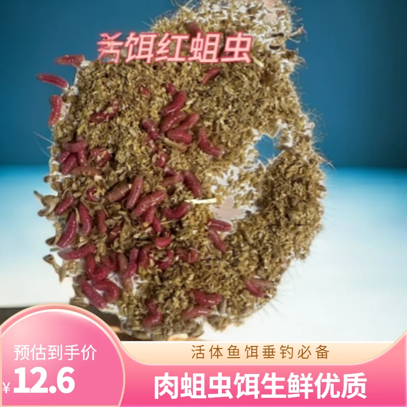 钓鱼鲜活肉蛆虫活体昆虫鱼饵迷你生喂鱼腥味垂钓使用