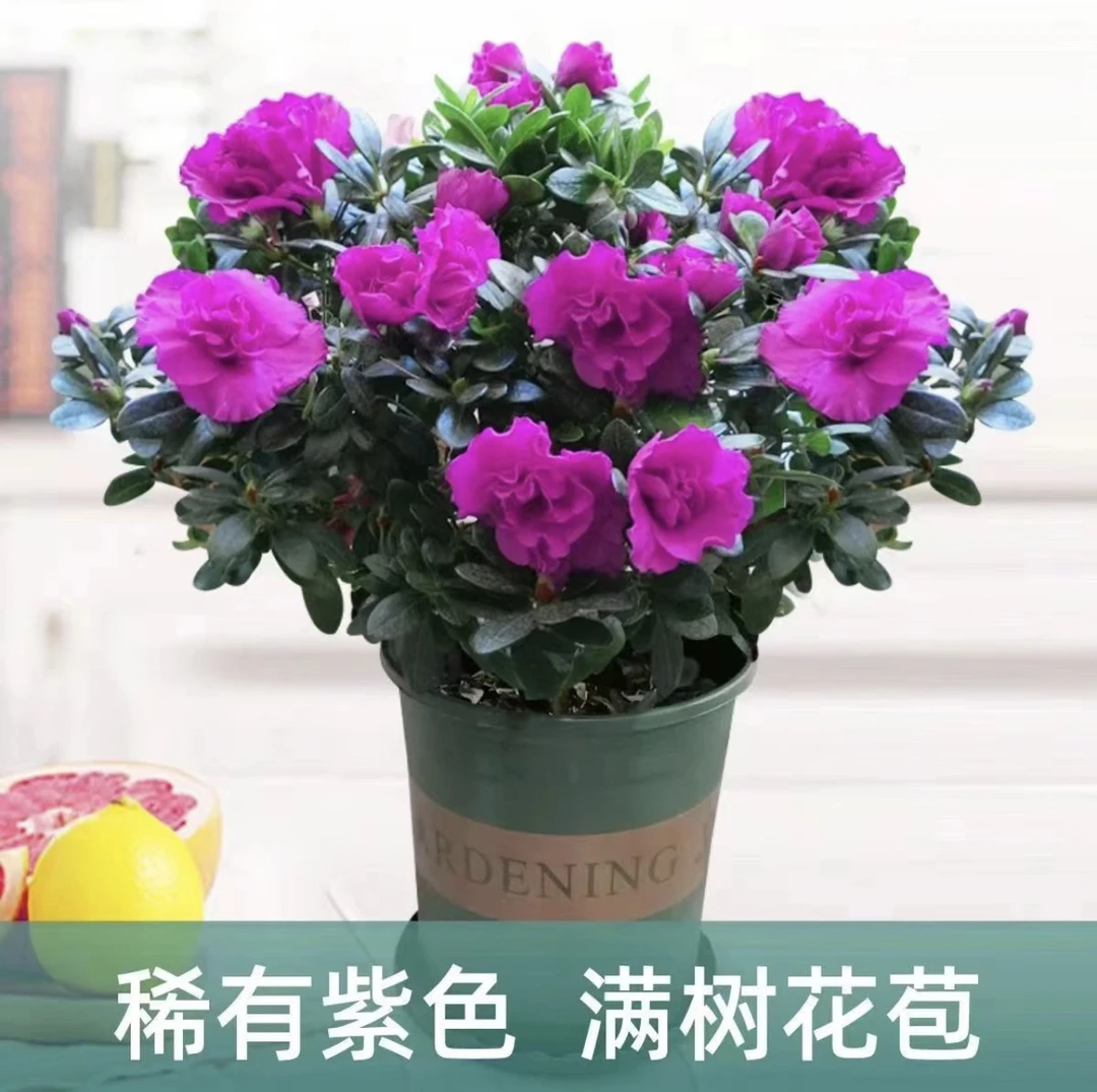 紫色西德一号稀有精品杜鹃花盆栽比利时四季开花花卉植物室内花卉
