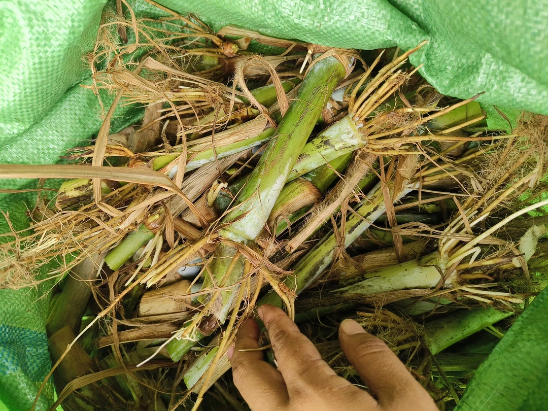 桂牧一号牧草   多年生高产牧草抗旱寒-5度亩产15到30顿