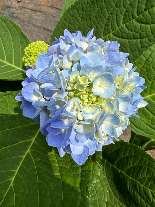 纯露天苗170盆蓝色无尽夏拍一发二新老枝开花耐热耐寒给水就活品