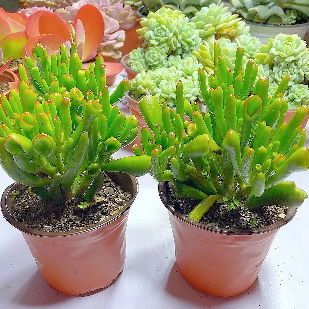 吸米树 小老桩 拍一发二【脱土发】多肉植物 好看  净化空气