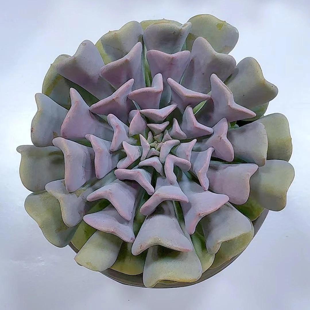 雪精灵大单头【脱土发】多肉植物 好看 好养  知喜多肉