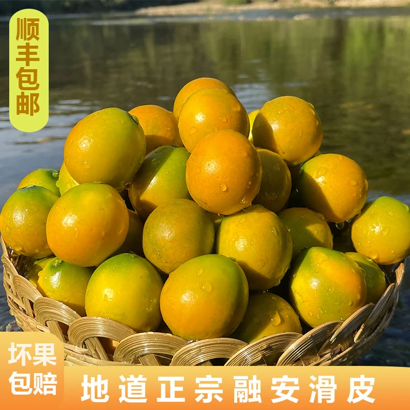 广西正宗融安第二代滑皮金桔纯甜无酸自家果园现摘现发顺丰包邮