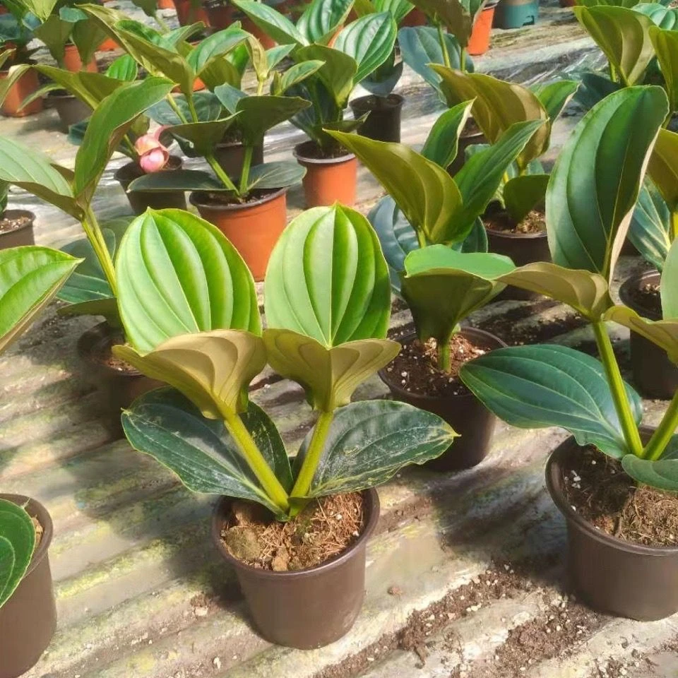 包对版荷兰进口宝莲灯小苗不带花苞叶损处理福利0058