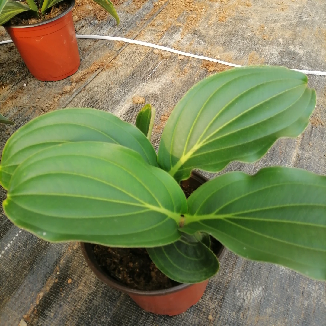 牛血红小苗不带花苞轻微叶损属于正常不售后介意勿拍