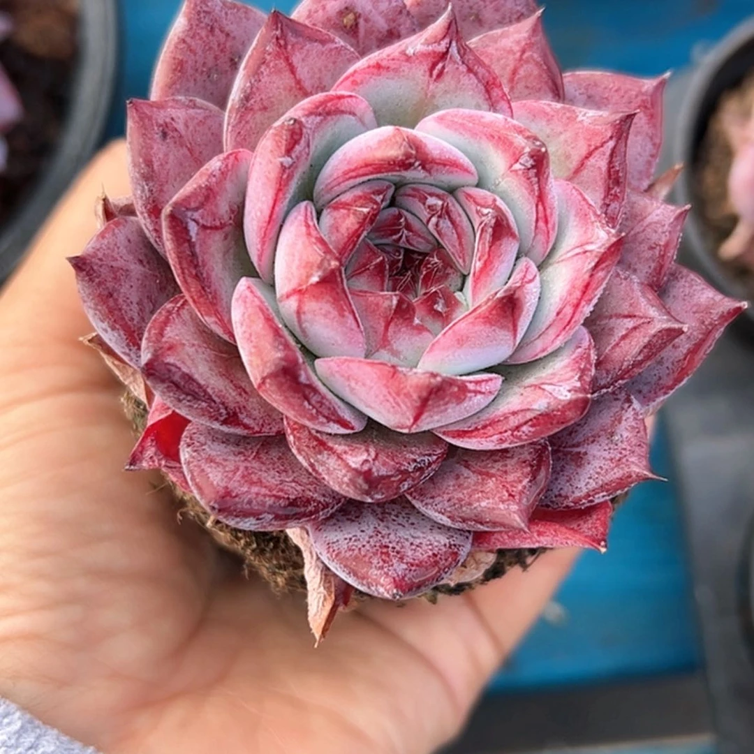 【闪购商品】原始卡罗拉 多肉